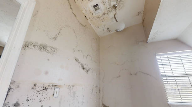 Best Airborne Mold Testing  in Nappanee, IN