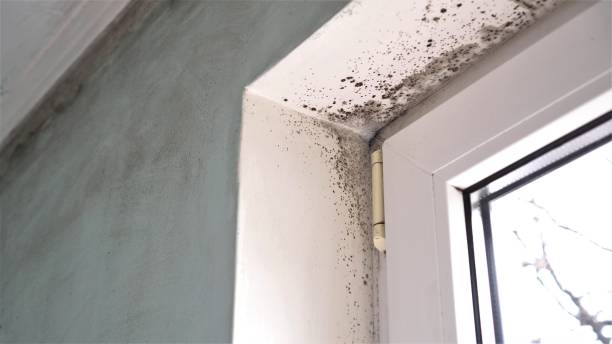 Best Industrial Mold Remediation  in Nappanee, IN