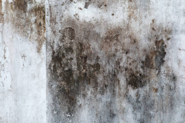 Best Mold Removal for HVAC Installations  in Nappanee, IN