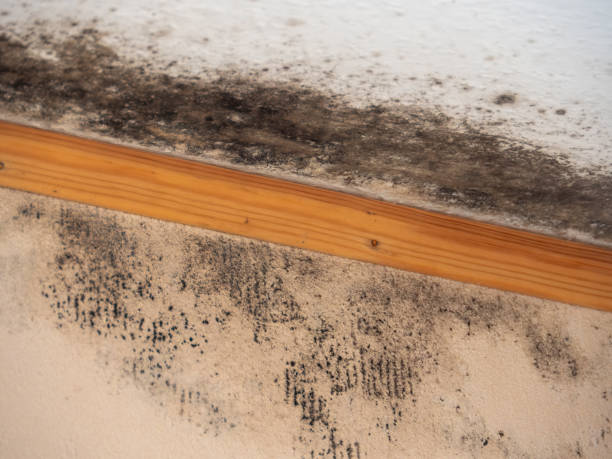 Best Residential Mold Inspection & Testing  in Nappanee, IN