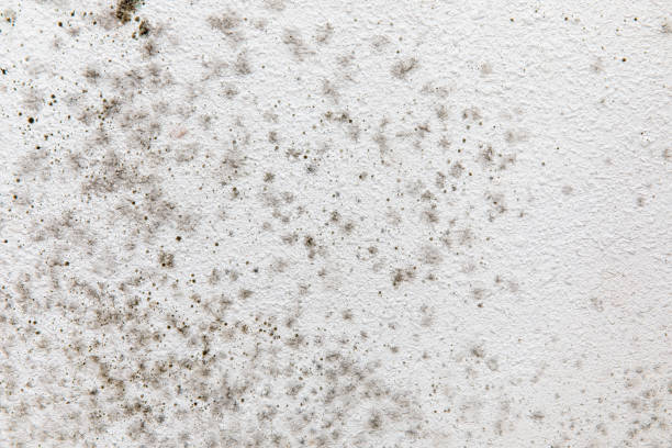 Best Water Damage & Mold Remediation  in Nappanee, IN