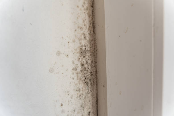 Best Water Damage & Mold Remediation  in Nappanee, IN