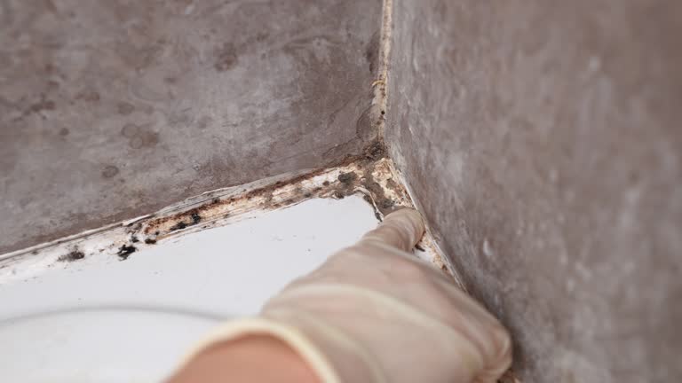 Mold Removal for HVAC Installations in Nappanee, IN